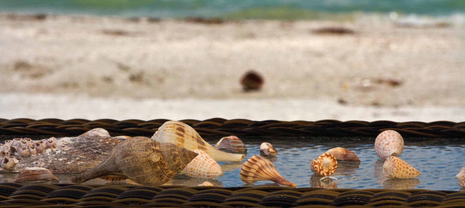 Discover the Wonders of Shelling at Sundial Sundial Beach Resort