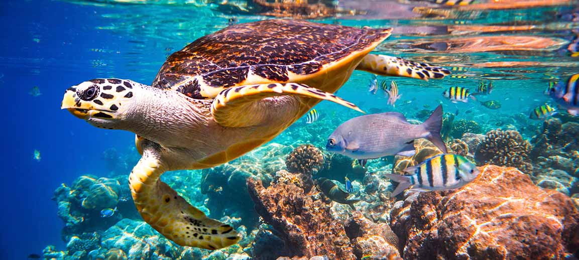 Sea Turtle Nesting Season Continues at Sanibel Island | Sundial Beach ...